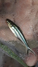 SHINY IRIDESCENT SHARKMINOW CATFISH  1.75 TO 2" (Pangasianodon hypophthalmus)