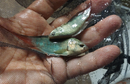 1 PAIR BLUE PARADISE GOURAMI (1 MALE + 1 FEMALE)