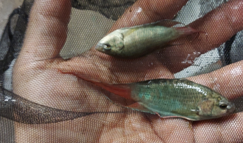 1 PAIR BLUE PARADISE GOURAMI (1 MALE + 1 FEMALE)