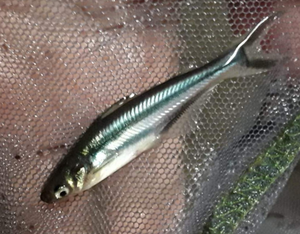 SHINY IRIDESCENT SHARKMINOW 6" CATFISH   (Pangasianodon hypophthalmus)