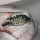 THE FLIER CICHLID 2.5 TO 3 INCHES UNSEXED ( Archocentrus centrarchus )