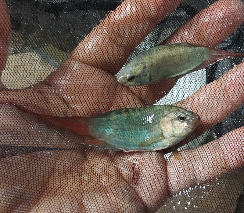 1 PAIR BLUE PARADISE GOURAMI (1 MALE + 1 FEMALE)