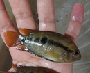 RAINBOW CICHLID 2.75 TO 3" (Herotilapia multispinosa)