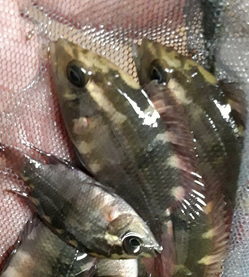 CHOCOLATE CICHLID 2.5" (﻿Hypselecara temporalis﻿)
