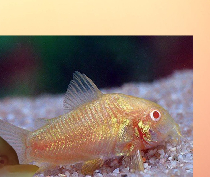 GREAT ALBINO CORY 1 TO 1.5"