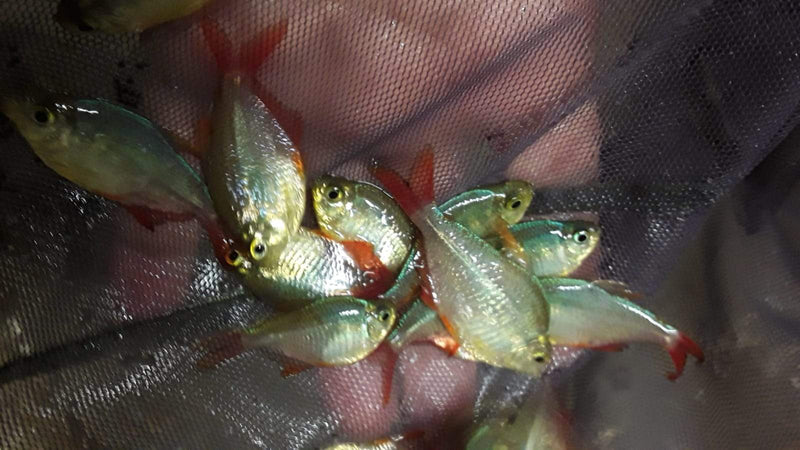 3 RED/BLUE COLORFUL COLUMBIAN TETRA