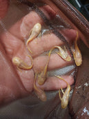 GOLD LONG FIN ANCISTRUS BUSHY NOSE 1 TO 1.5" HEAD TO TAIL