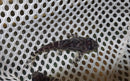 SYNODONTIS ANGELICUS X EUPTERUS 1" to 1.5 inches