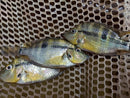 Yellow Meeki (Thorichthys pasionis ) 2.5 to 3 inches