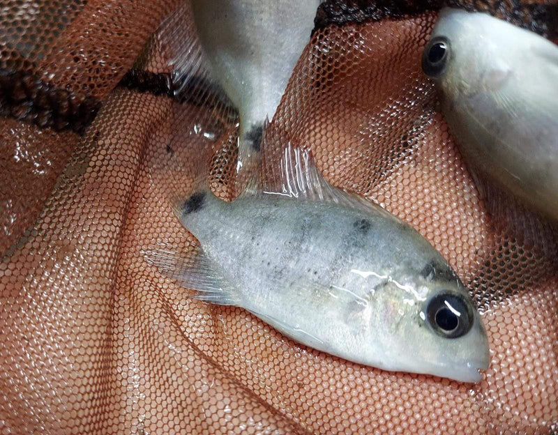 THE GREAT SILVER CICHLID 2 INCHES (Vieja Argentea)