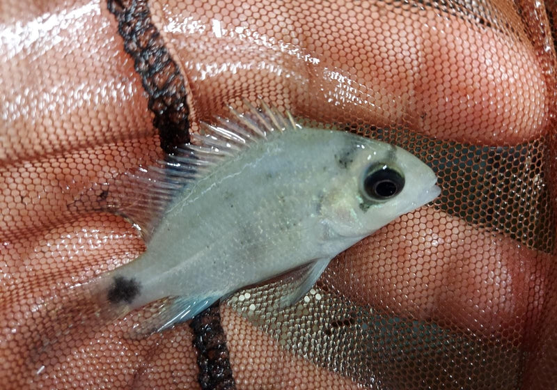 THE GREAT SILVER CICHLID 2 INCHES (Vieja Argentea)