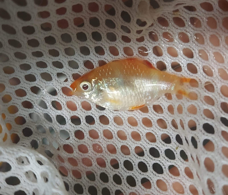 7 ALBINO TIGER BARB