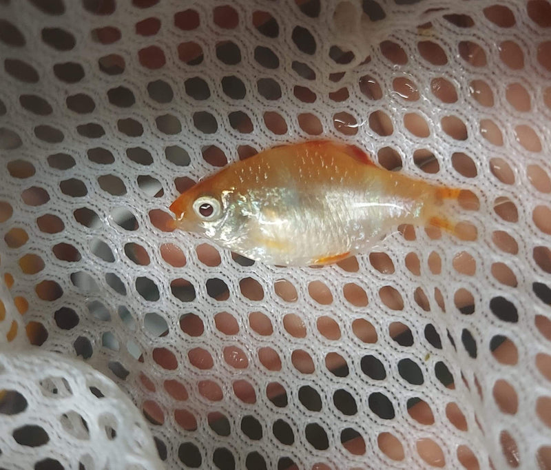ALBINO TIGER BARB 1 TO 1.5 INCHES  (12 Pack)