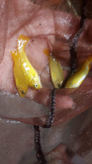 MSOBO AFRICAN CICHLID 1.5 TO 2" (Metriaclima sp)