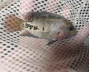 BEAUTIFUL SYNSPILUM  CICHLID UNSEXED 4 INCHES (Vieja melanura)