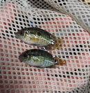 CLASIC DIMERUS CICHLID (Cichlasoma dimerus) 2.5 TO 3"