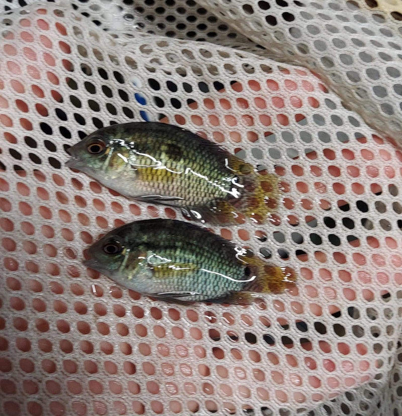 CLASIC DIMERUS CICHLID (Cichlasoma dimerus) 1.5 TO 2"