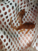 FANTASTIC SUPER RED ANCISTRUS BUSHYNOSE 1"