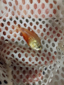 3  OUTSTANDING TETRA VON RIO ORANGE