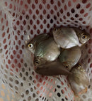 SILVER DOLLAR 1" (Metynnis argenteus)