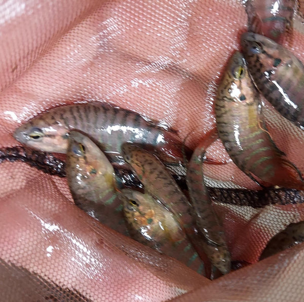 3 BEAUTIFUL RED PARADISE GOURAMI 1.5"