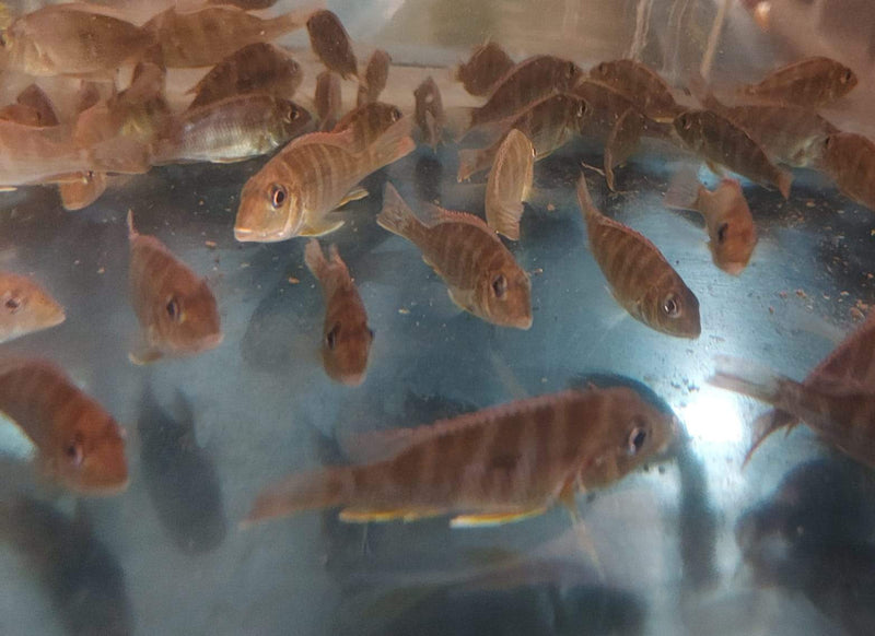 AMAZING GEOPHAGUS RED HEAD TAPAJOS RARE 3/4 TO 1"