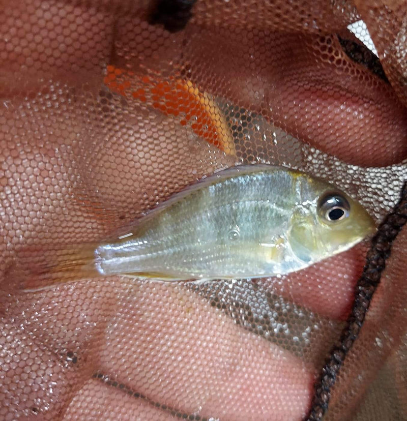 AMAZING GEOPHAGUS RED HEAD TAPAJOS RARE 1 TO 1.5"