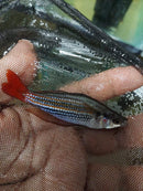 WESTERN RAINBOWFISH 1.5 TO  2"