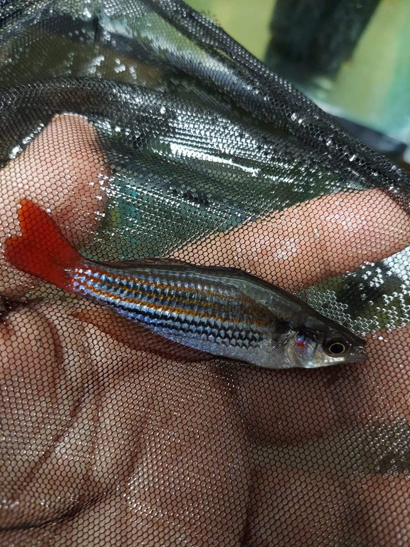 WESTERN RAINBOWFISH 2"