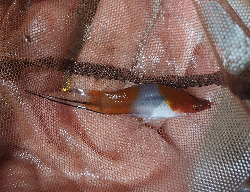 3 VIBRANT COLORFUL KOI SWORDTAIL