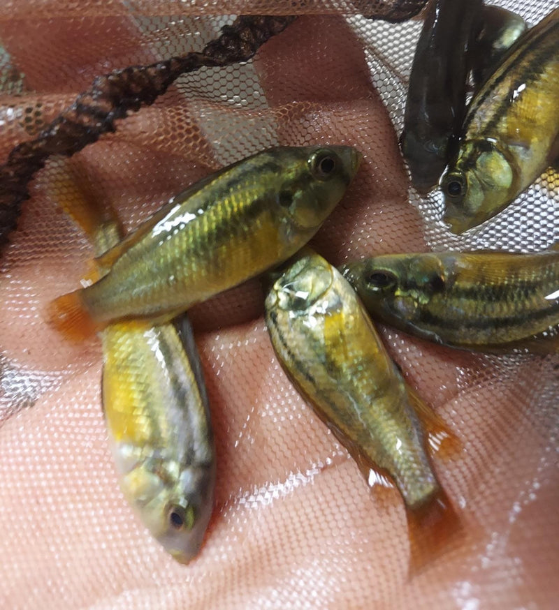 COLORFUL ROCK KRIBENSIS AFRICAN CICHLID 2 INCHES UNSEXED