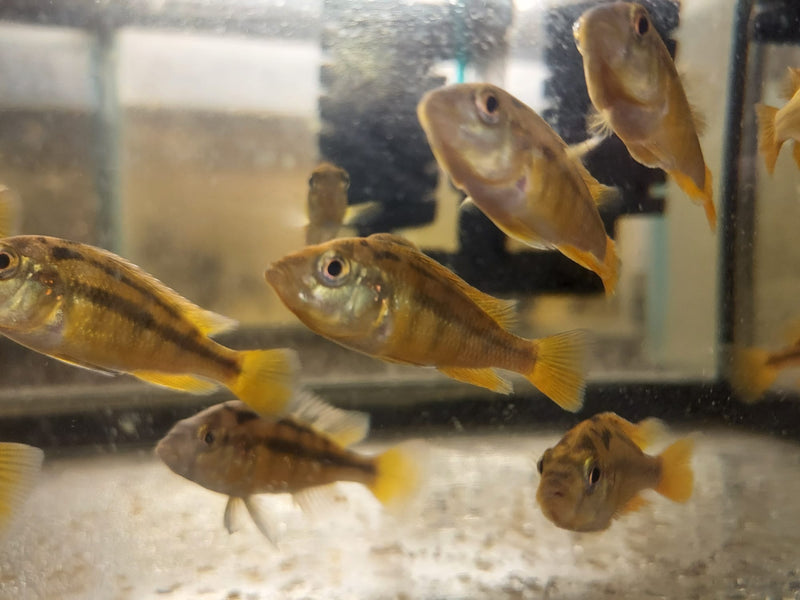 COLORFUL ROCK KRIBENSIS AFRICAN CICHLID 2 INCHES UNSEXED