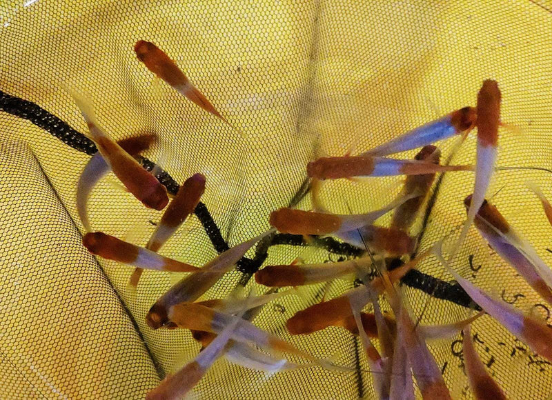 3 VIBRANT COLORFUL KOI SWORDTAIL