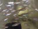 5 CUTE RASBORA BRILLIANT (Rasbora einthovenii)