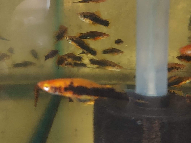 4 TUXEDO RED SWORDTAIL ALL FEMALES 2 INCHES