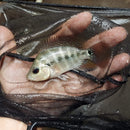 AWESOME AMPHILOPHUS LYONSI 2 INCHES