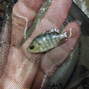 AWESOME AMPHILOPHUS LYONSI 1 INCH