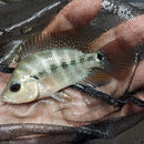 AWESOME AMPHILOPHUS LYONSI 2 INCHES