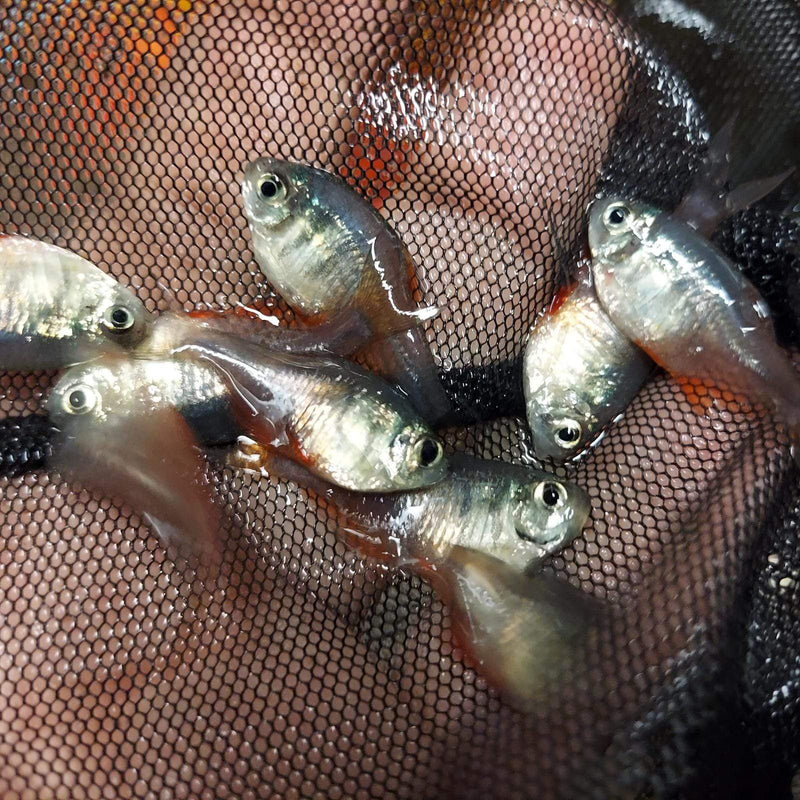 3  OUTSTANDING TETRA VON RIO FLAME
