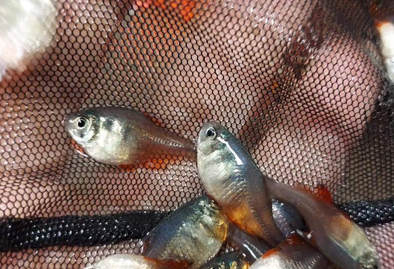 3  OUTSTANDING TETRA VON RIO FLAME