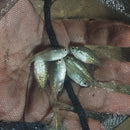 GREAT 5 DIAMOND TETRA UNSEXED