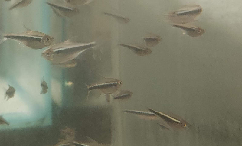 10 BRIGHT BLACK NEON TETRA