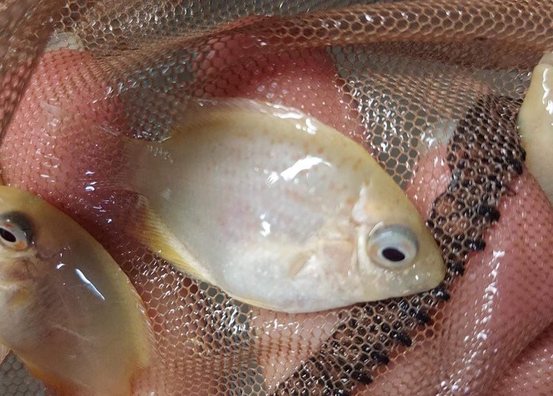 MARVELOUS RED SPOTTED GOLD SEVERUM 1 TO 1.5 INCH