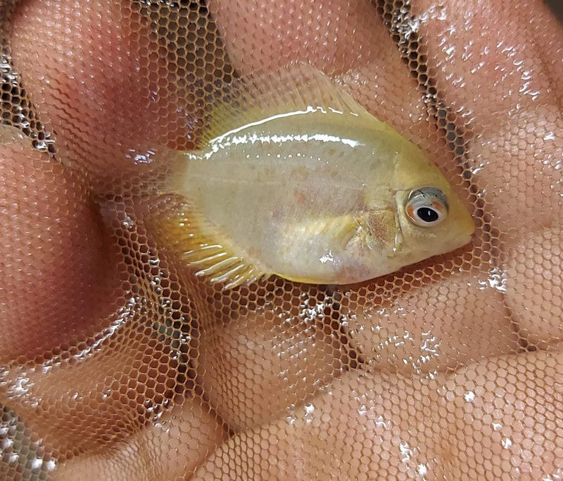 MARVELOUS RED SPOTTED GOLD SEVERUM 1 TO 1.5 INCH