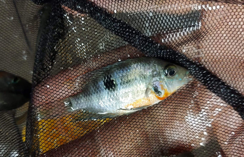 BEAUTIFUL FIREMOUTH CICHLID 1.5 INCHES   Thorichthys meeki