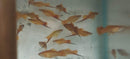 3 COLORFUL MARIGOLD SWORDTAIL 2" Livebearers