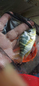 GEOPHAGUS BALZANII 2.5 UNSEXED INCHES (Gymnogeophagus balzanii)