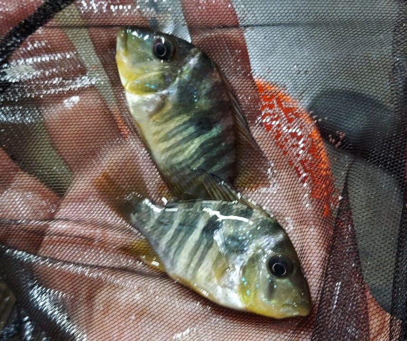 GEOPHAGUS BALZANII  4 INCHES LIKELY MALE (Gymnogeophagus balzanii)