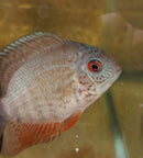 AWESOME RAINBOW SEVERUM 2.5 TO 3." (Heros sp.)