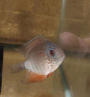 AWESOME RAINBOW SEVERUM 2.5 TO 3." (Heros sp.)